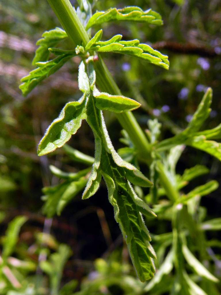 Verbena officinalis / Verbena comune